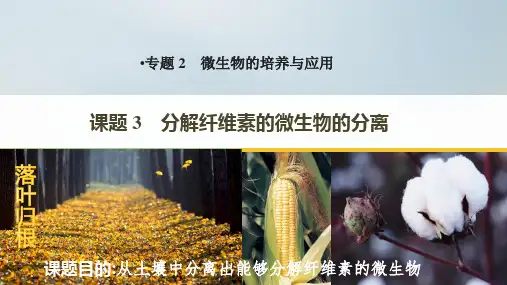 分解纤维素的微生物的分离课件-高二下学期生物人教版选修1