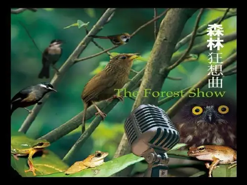 森林狂想曲课件