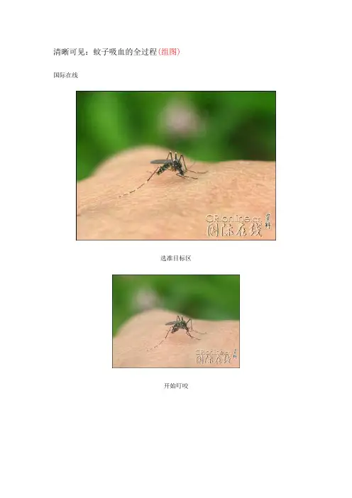 蚊子吸血的过程
