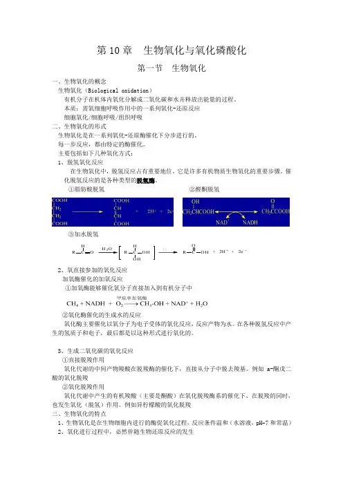 第10章  生物氧化与氧化磷酸化