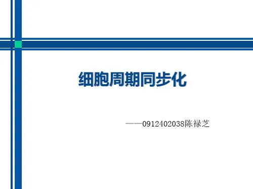 细胞周期同步化