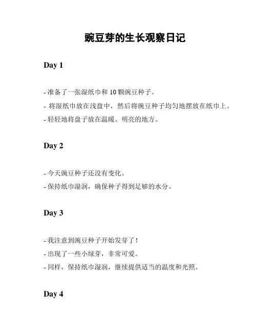 豌豆芽的生长观察日记