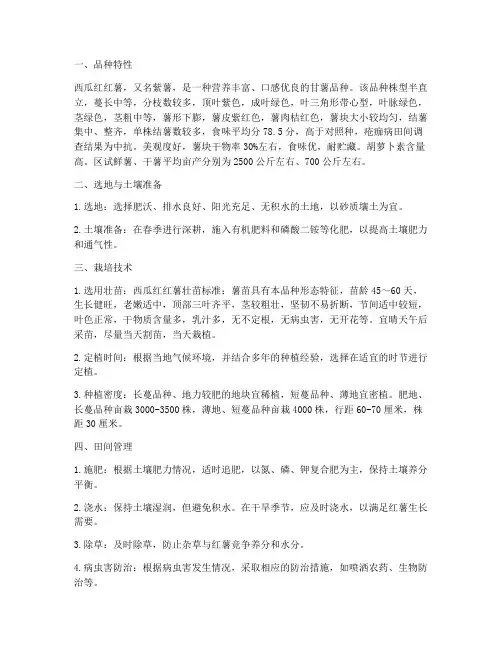 西瓜红红薯种植管理技术