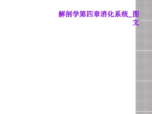 解剖学第四章消化系统_图文