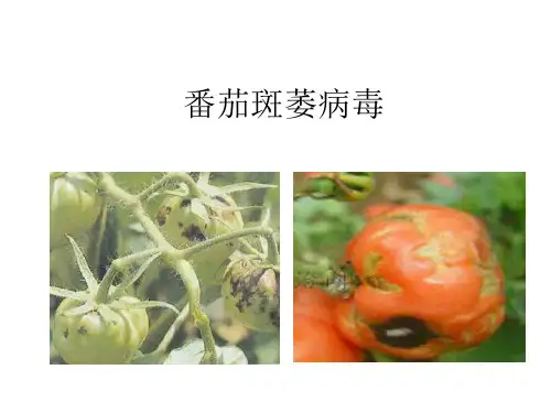 番茄斑萎病毒
