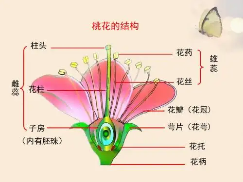 《花的结构和类型》课件