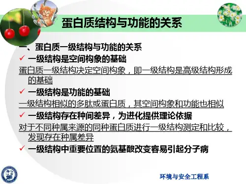 蛋白质结构与功能的关系