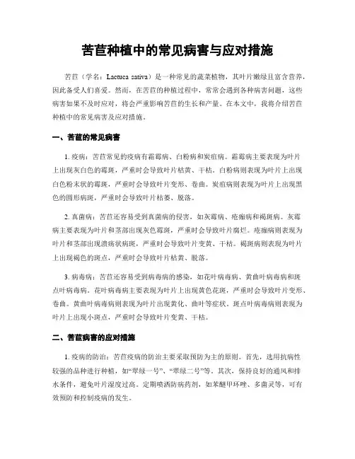 苦苣种植中的常见病害与应对措施