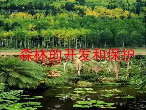 森林的开发与保护(经典课件)