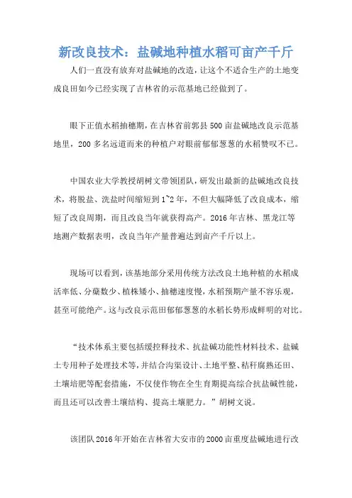 新改良技术：盐碱地种植水稻可亩产千斤