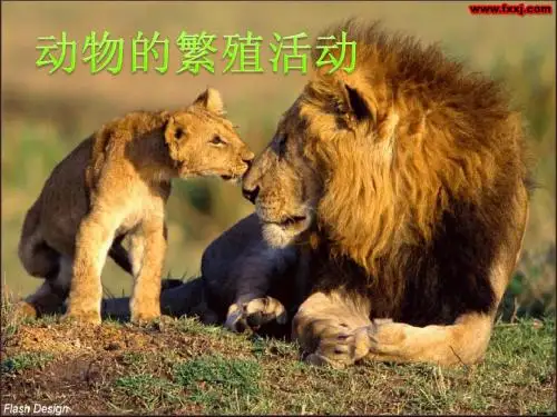7、动物的繁殖