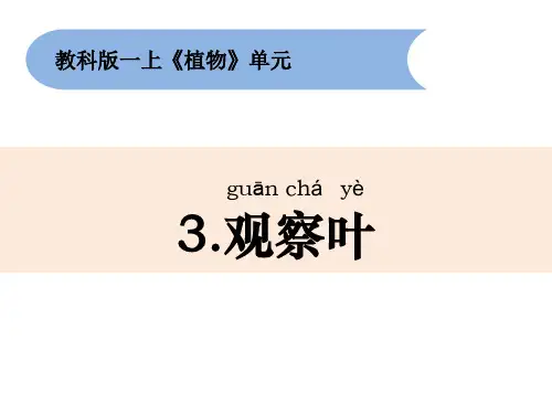 一年级上册科学课件1.3《观察叶》教科版