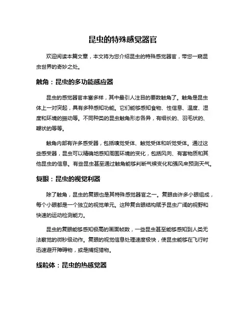 昆虫的特殊感觉器官