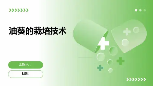 油葵的栽培技术