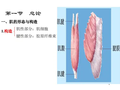 运动解剖学肌学