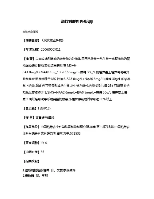 瓷玫瑰的组织培养