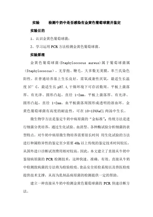 检测牛奶中是否感染有金黄色葡萄球菌并鉴定