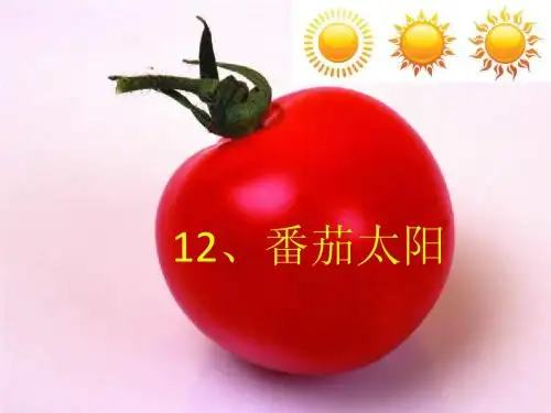 12《番茄太阳》第一课时