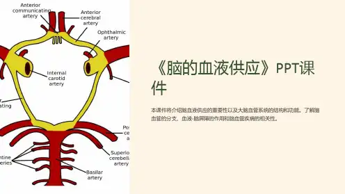 《脑的血液供应》课件