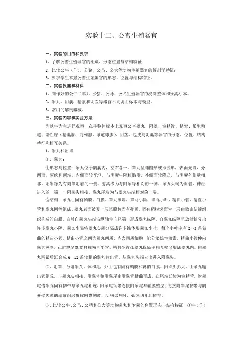 实验十二、公畜生殖器官