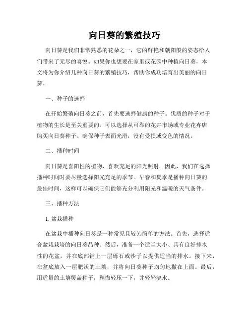 向日葵的繁殖技巧