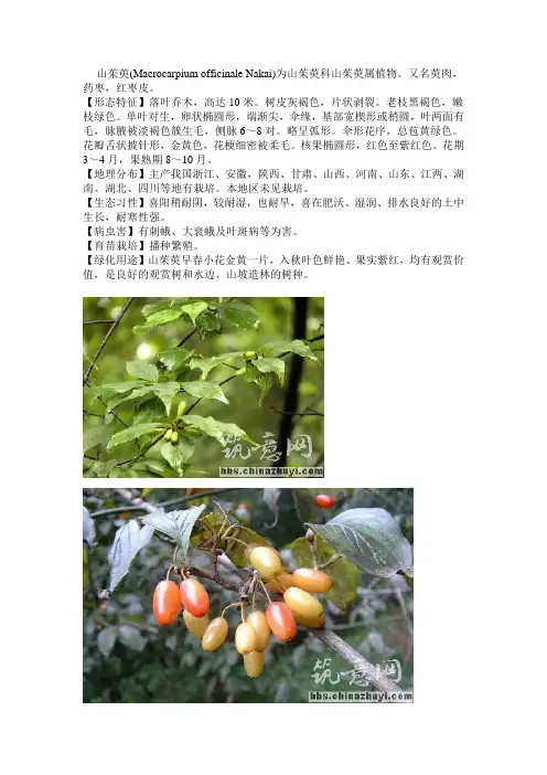 华东常用树种