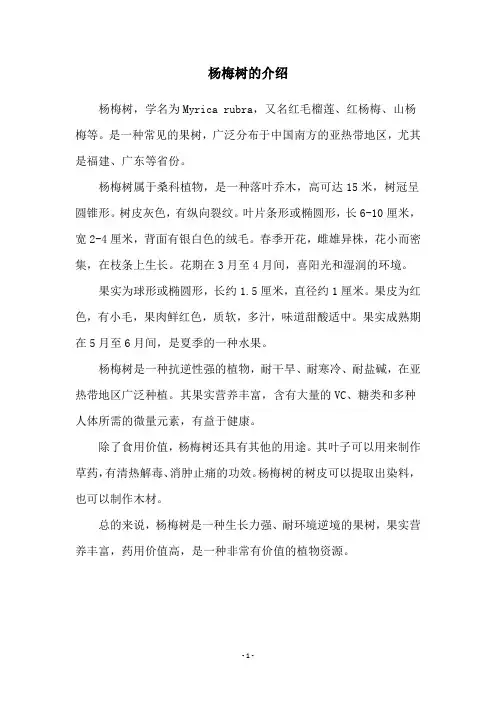 杨梅树的介绍