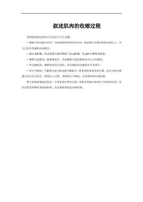 叙述肌肉的收缩过程