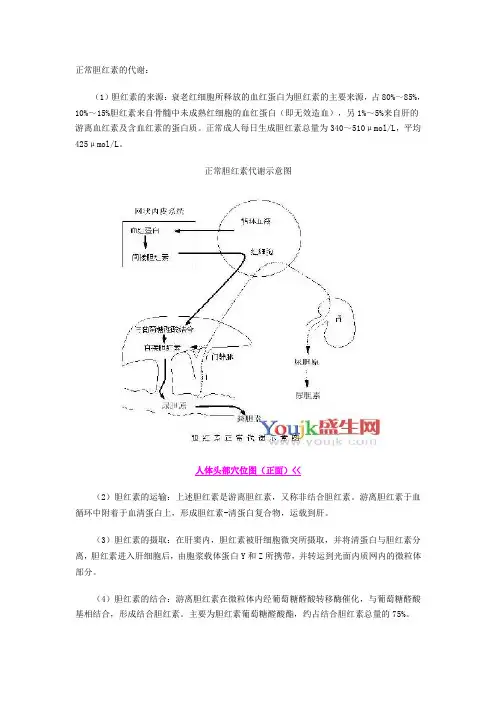 正常胆红素的代谢
