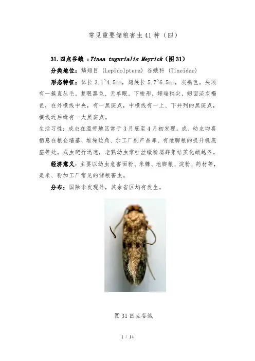 常见重要储粮害虫41种四资料全