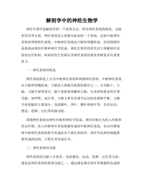 解剖学中的神经生物学