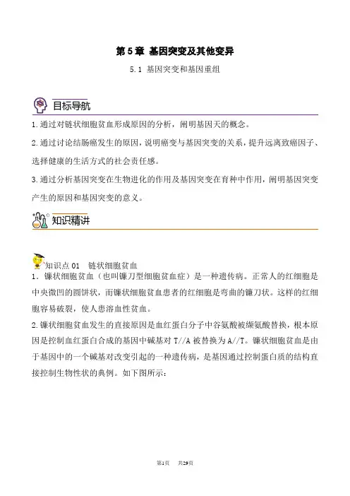 人教版高中生物必修第2册同步精品讲义 5.1 基因突变和基因重组(教师版)