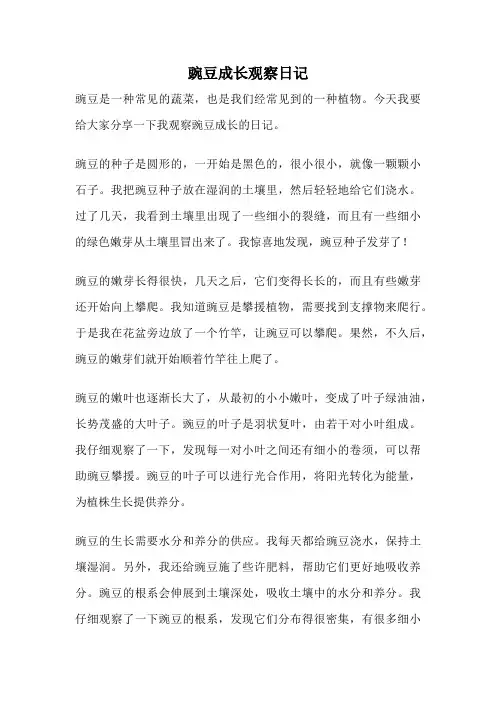 豌豆成长观察日记