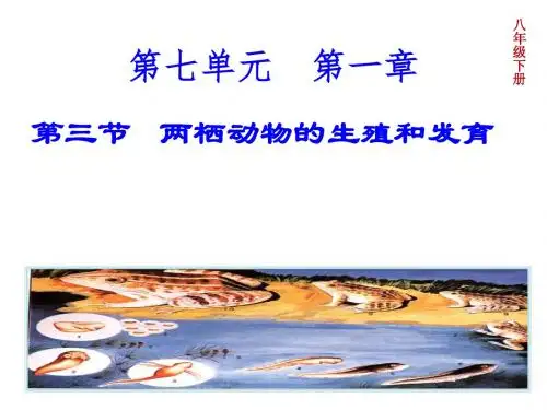 人教版生物八年级下册7.1.3两栖动物的生殖和发育 共23张PPT
