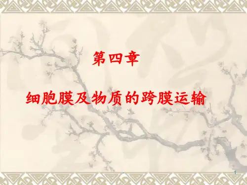 第四章-细胞膜PPT课件
