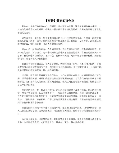 【写景】美丽的百合花