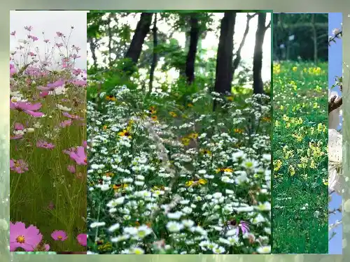 景物描写的作用和写作方法精品PPT课件
