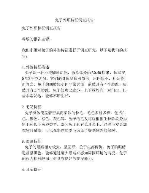 兔子外形特征调查报告