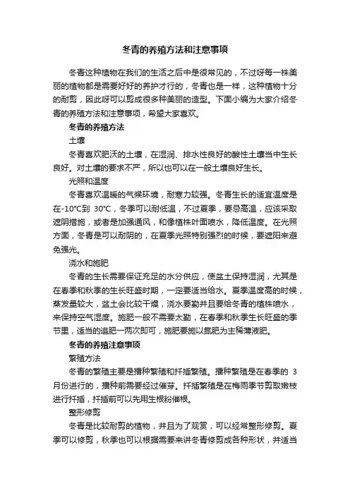 冬青的养殖方法和注意事项