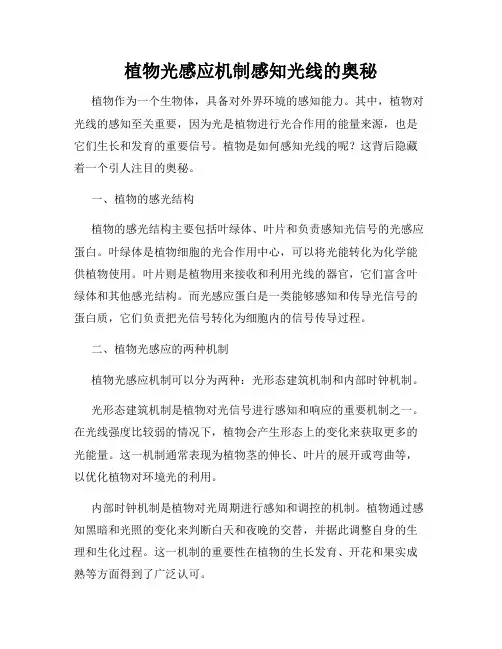 植物光感应机制感知光线的奥秘