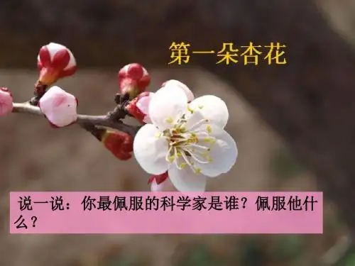 三年级下 冀教版语文   第 7课《第一朵杏花》优质课件