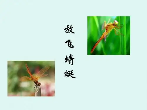 《放飞蜻蜓》课件 (1)