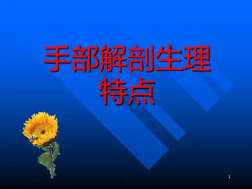 《手部解剖特点》PPT课件