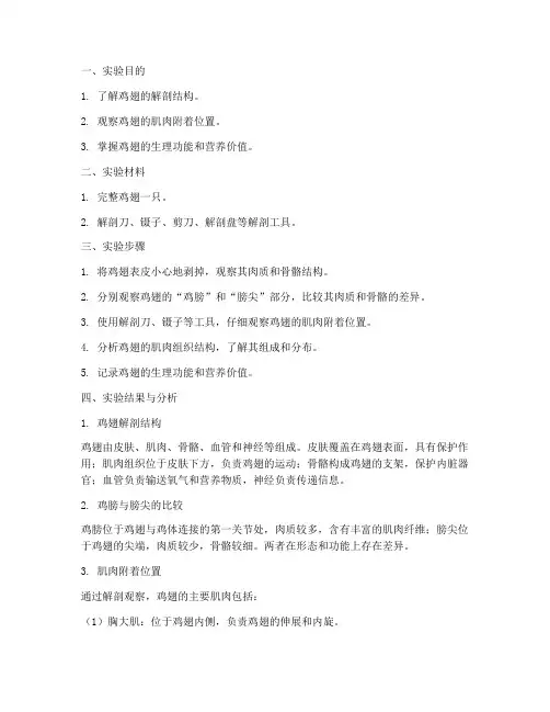 剖解鸡翅实验报告
