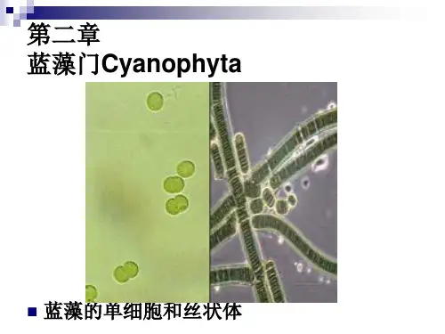 第二章蓝藻
