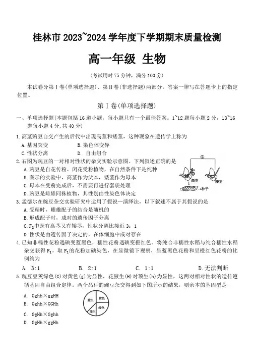广西桂林市2023-2024学年高一下学期期末质量检测生物学试题(含答案)