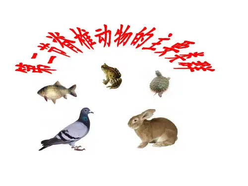 脊椎动物的主要类群复习课课件