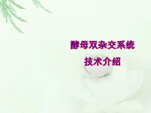 酵母双杂交系统技术介绍.ppt