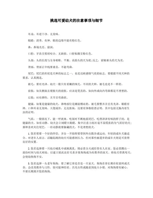 挑选可爱幼犬的注意事项与细节