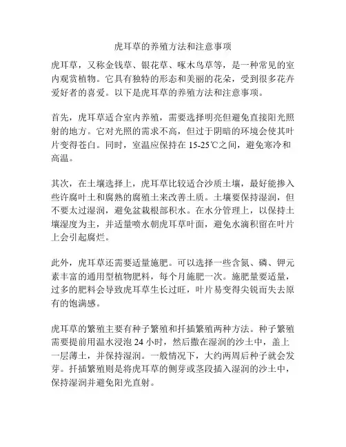 虎耳草的养殖方法和注意事项